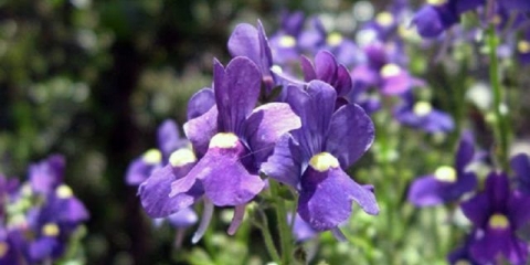 Lobelia riviera: fotografija i opis sorti s ružičastim, plavim, plavim, bijelim cvjetovima